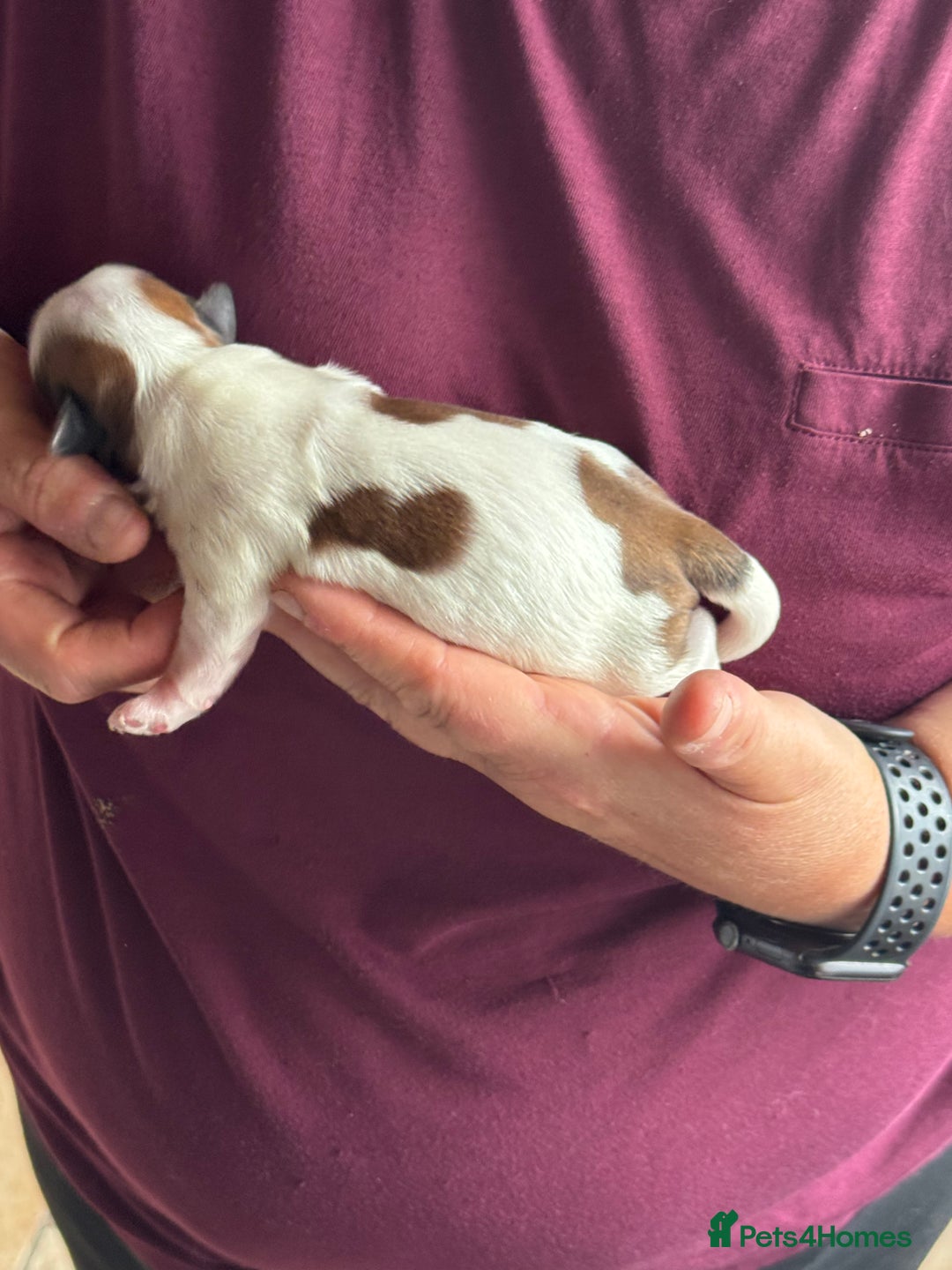 Havanese dogs for sale: Havanese Puppies - Top Quality - Image 4
