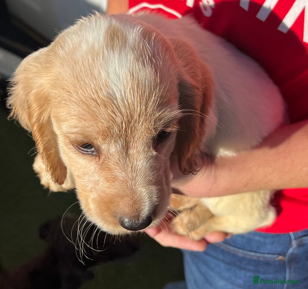 Cocker Spaniel dogs for sale: ⭐️Cocker spaniel puppies ready now ⭐️ - Image 16