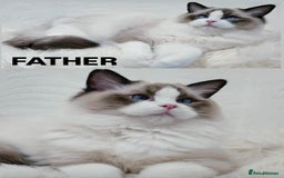 Ragdoll cats for sale: Beautiful Ragdoll Kittens  - Image 7
