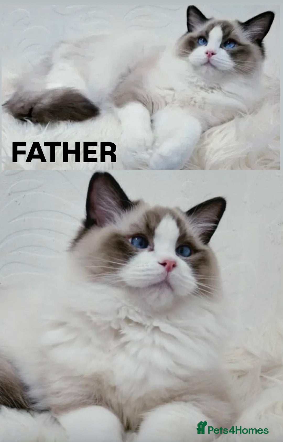 Ragdoll cats for sale: Beautiful Ragdoll Kittens  - Image 7