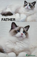 Ragdoll cats - Advert 10