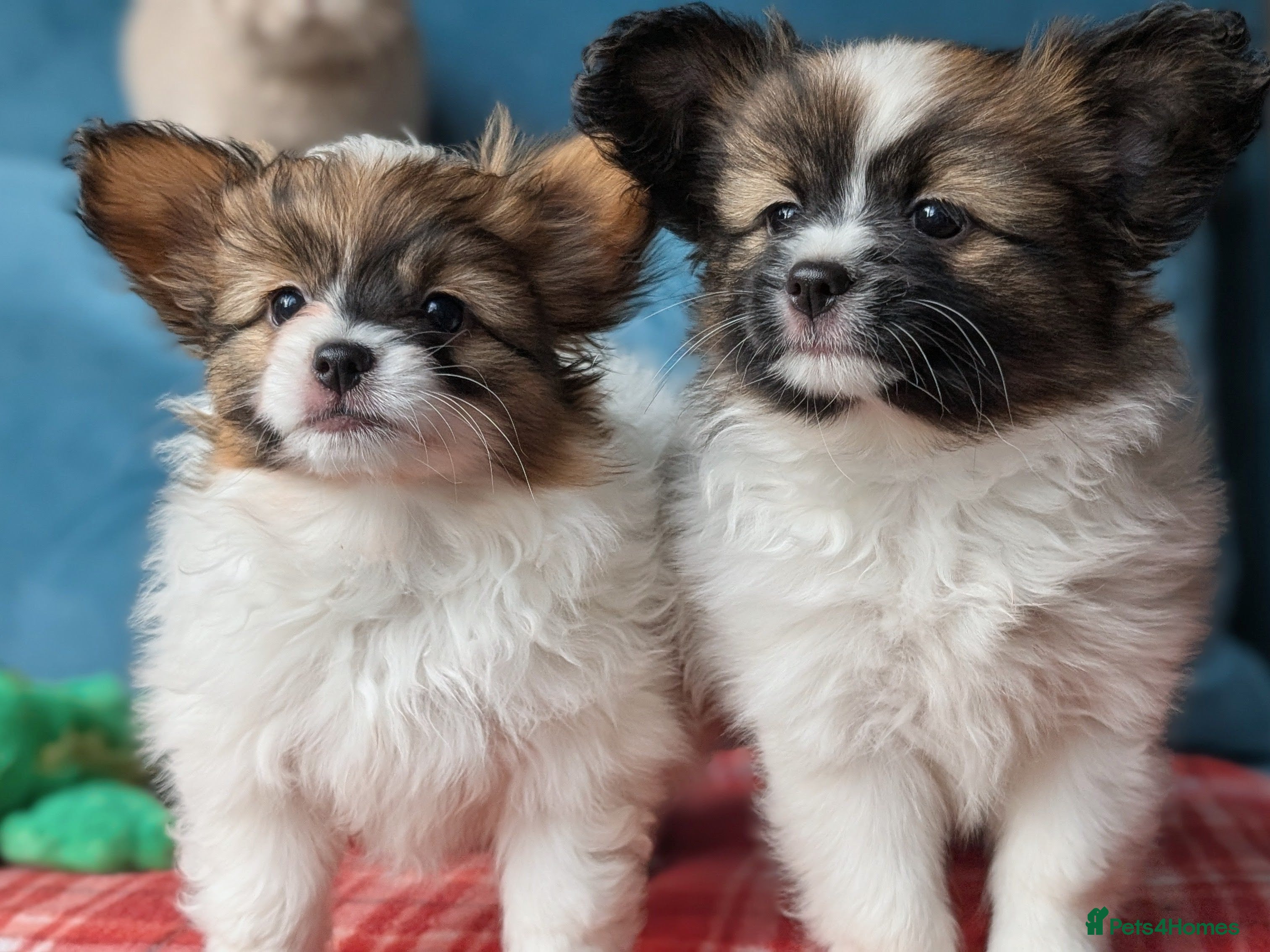 Papillon dogs Stunning papillon girls  - Advert 2