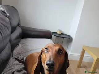 Dachshund dogs HOME NEEDED FOR MY FEMALE - Advert 1