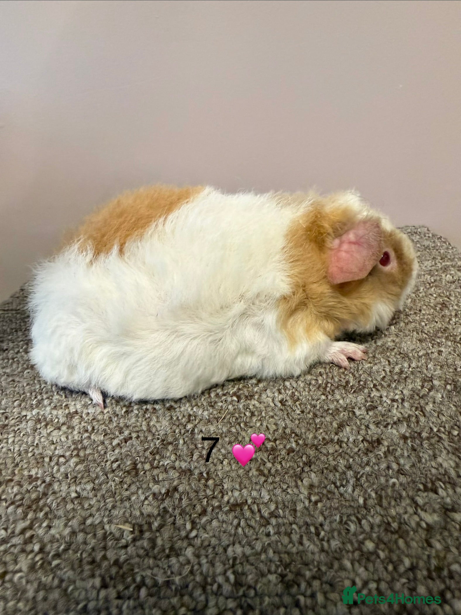 Guinea Pig rodents Teddy Sow Guinea Pig - Advert 4