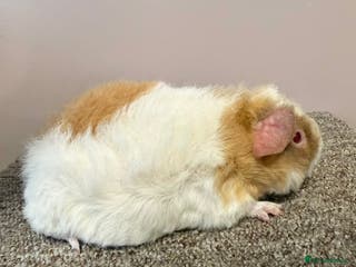 Guinea Pig rodents Teddy Sow Guinea Pig - Advert 6