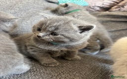 British Shorthair cats for sale: British Shorthair Kittens   - Image 10