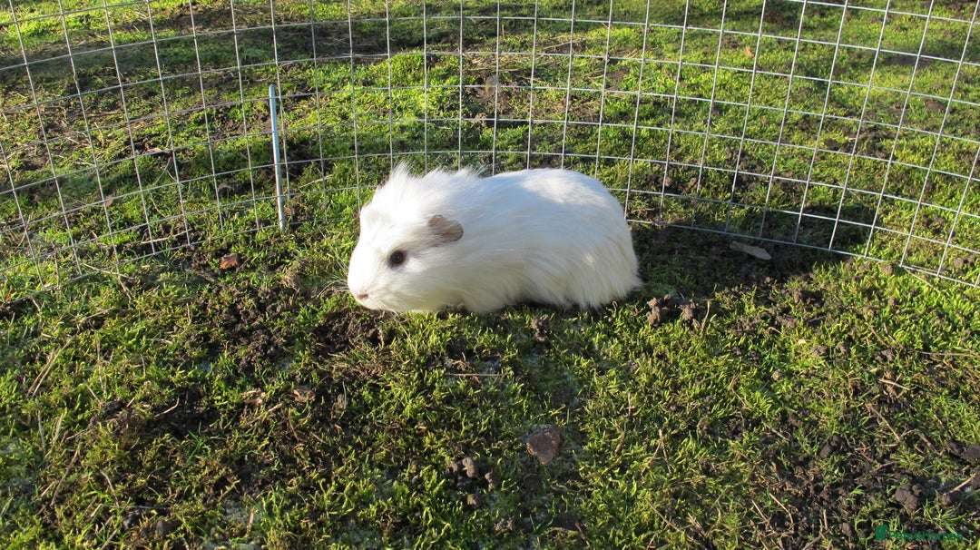 Guinea Pig rodents for sale: stunning male guinea pigs, several types & colours - Advert 14