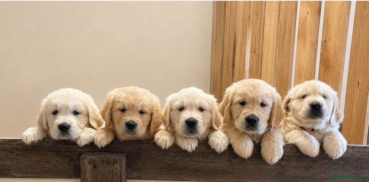 Golden Retriever dogs Beautiful litter of golden retriever  - Advert 2