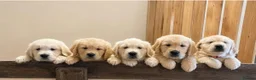 Golden Retriever dogs for sale: Beautiful litter of golden retriever  - Advert 1