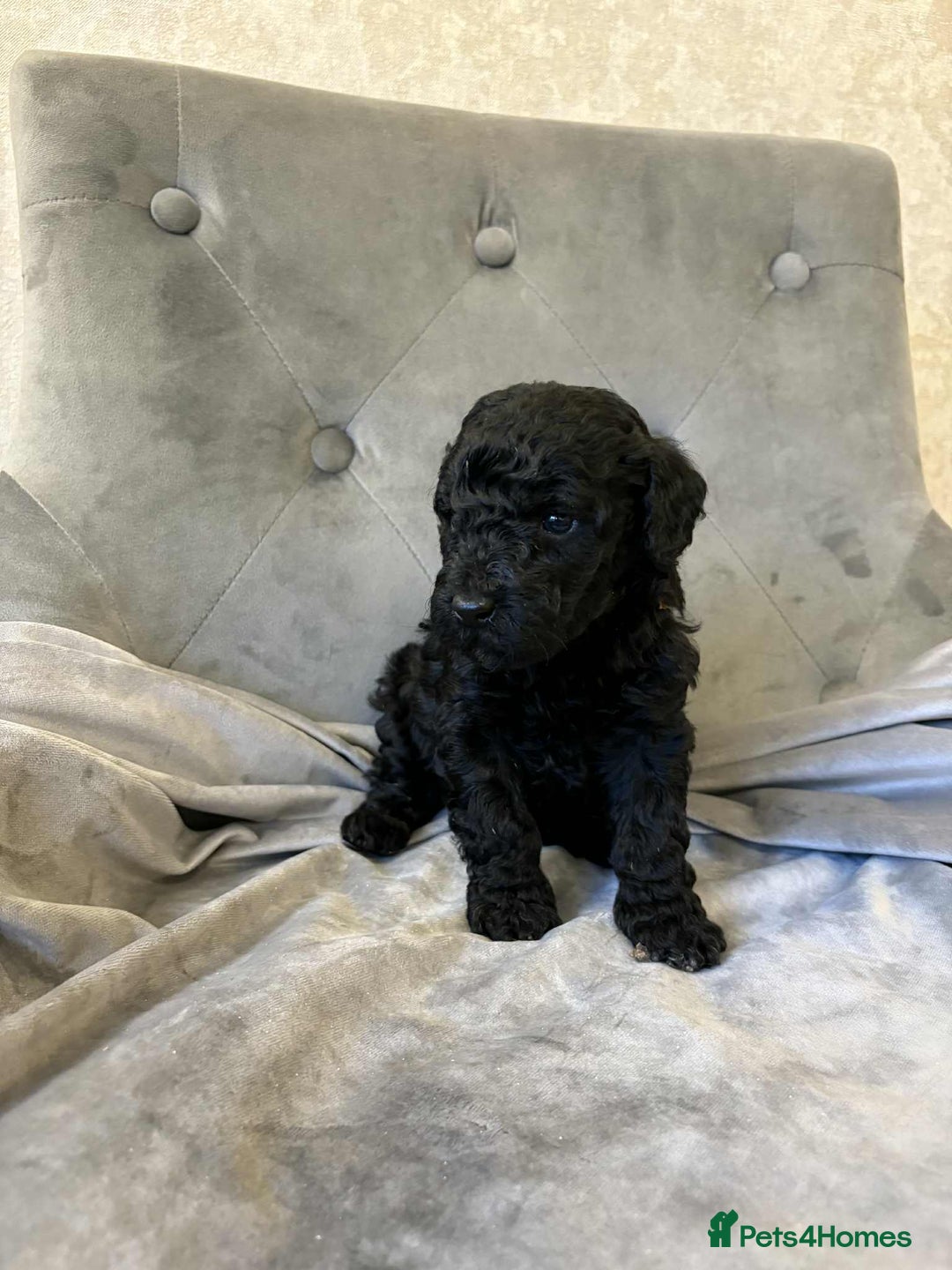 Mini Goldendoodle dogs for sale: LAST 2❗️Miniature goldenoodle pups ready now🏡🌟  - Advert 23