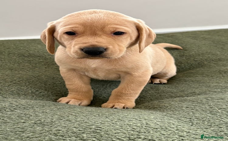 Labrador Retriever dogs - Advert 7