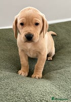 Labrador Retriever dogs - Advert 9