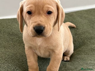 Labrador Retriever dogs - Advert 16