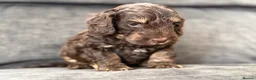 Cockapoo dogs for sale: Gorgeous F1 cockapoo puppies  - Advert 4