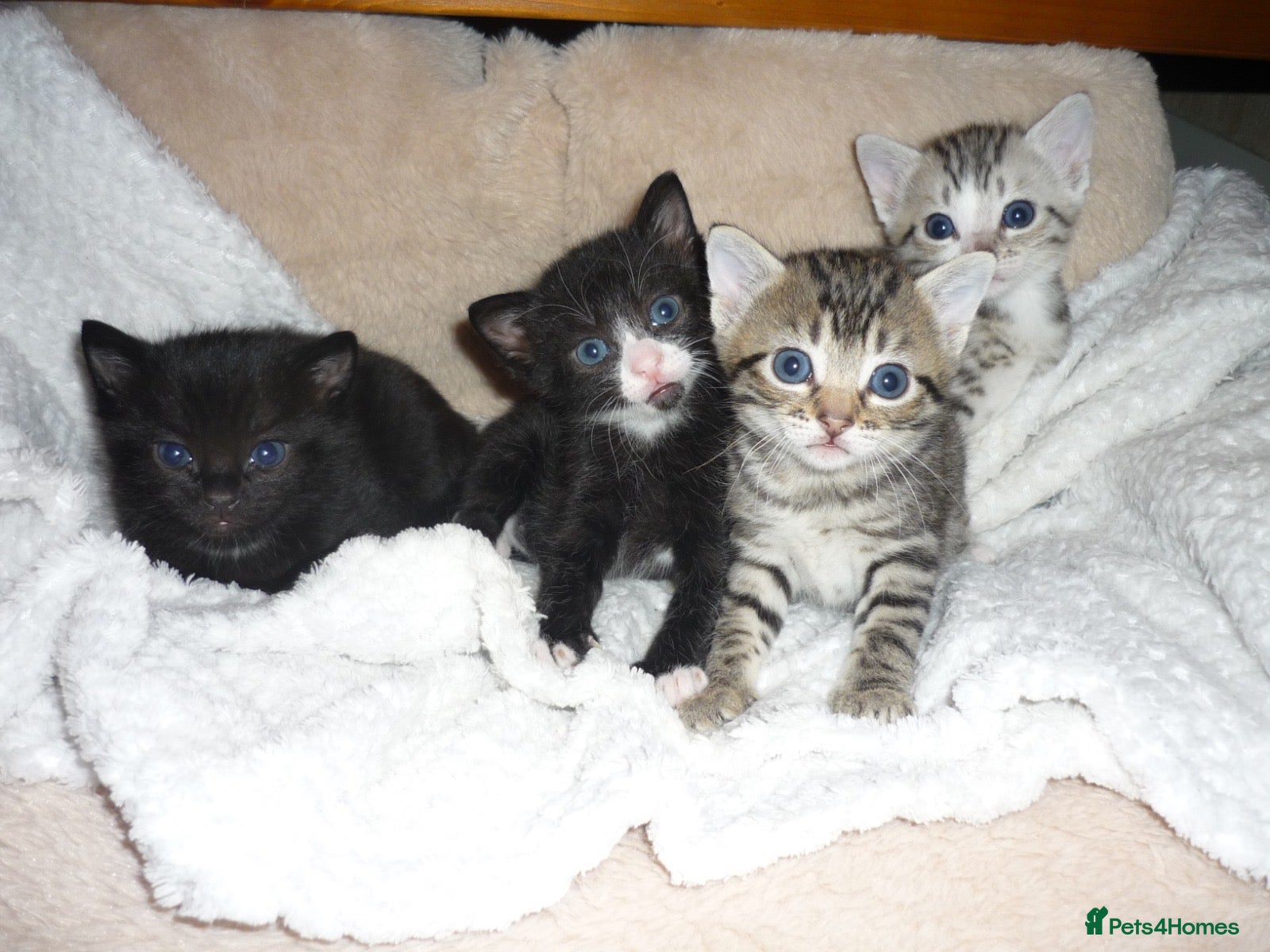 Mixed Breed cats Two kittens left  - Advert 10