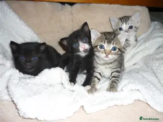 Mixed Breed cats Two kittens left - Advert 10