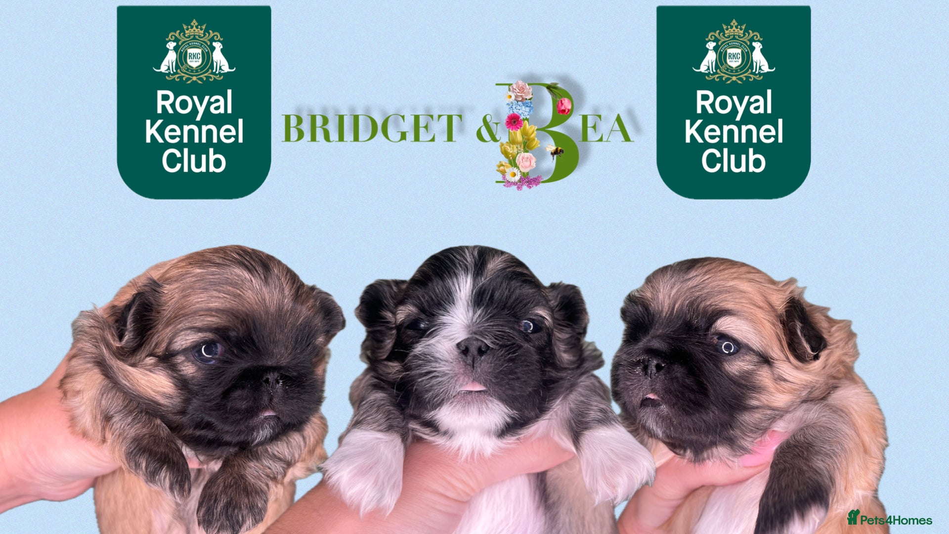 Pekingese dogs ⭐️QUALITY KC PUPS⭐️ - Advert 1