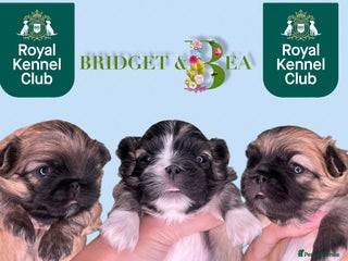 Pekingese dogs ⭐️QUALITY KC PUPS⭐️ - Advert 16