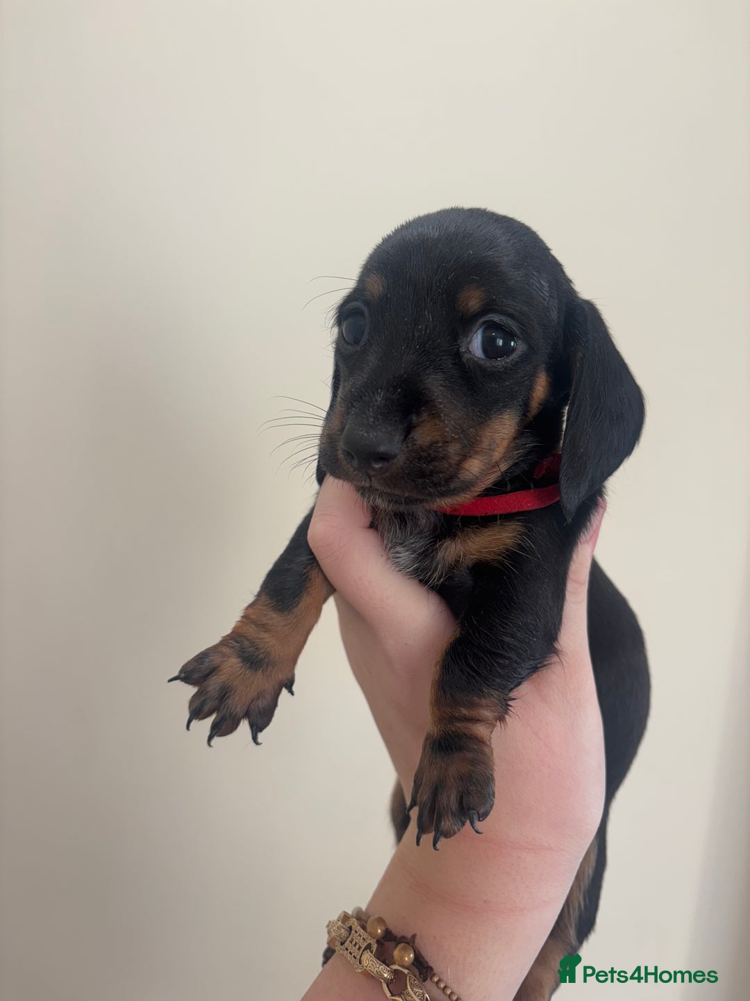 Miniature Dachshund dogs for sale: MINIATURE DACHSHUNDS - Advert 6