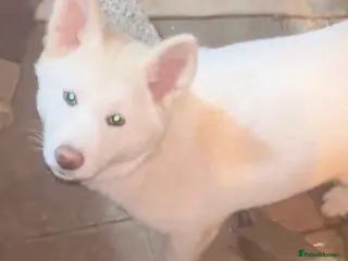 Japanese Akita Inu dogs Japanese Akita Inu - Advert 8