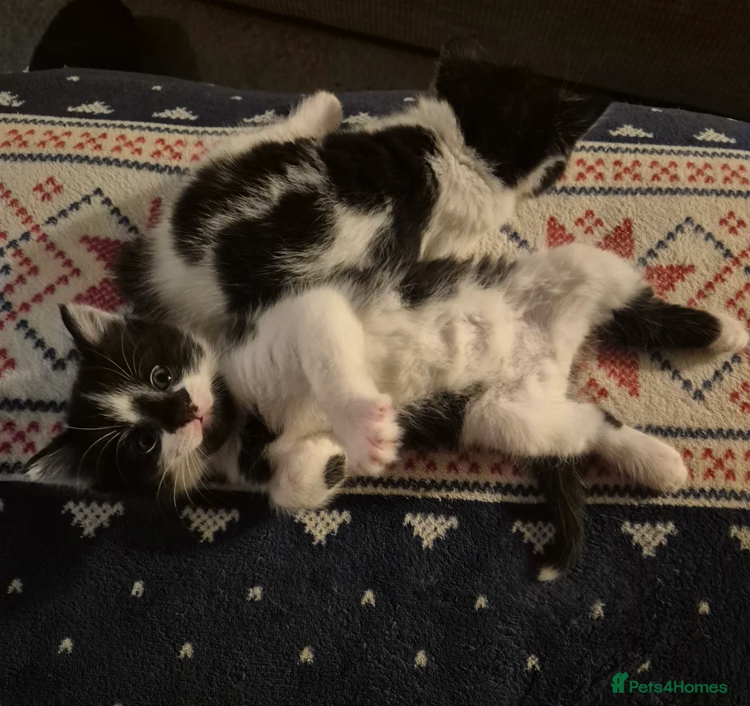 Mixed Breed cats for sale: 2 girls 3 boys kittens  - Advert 5