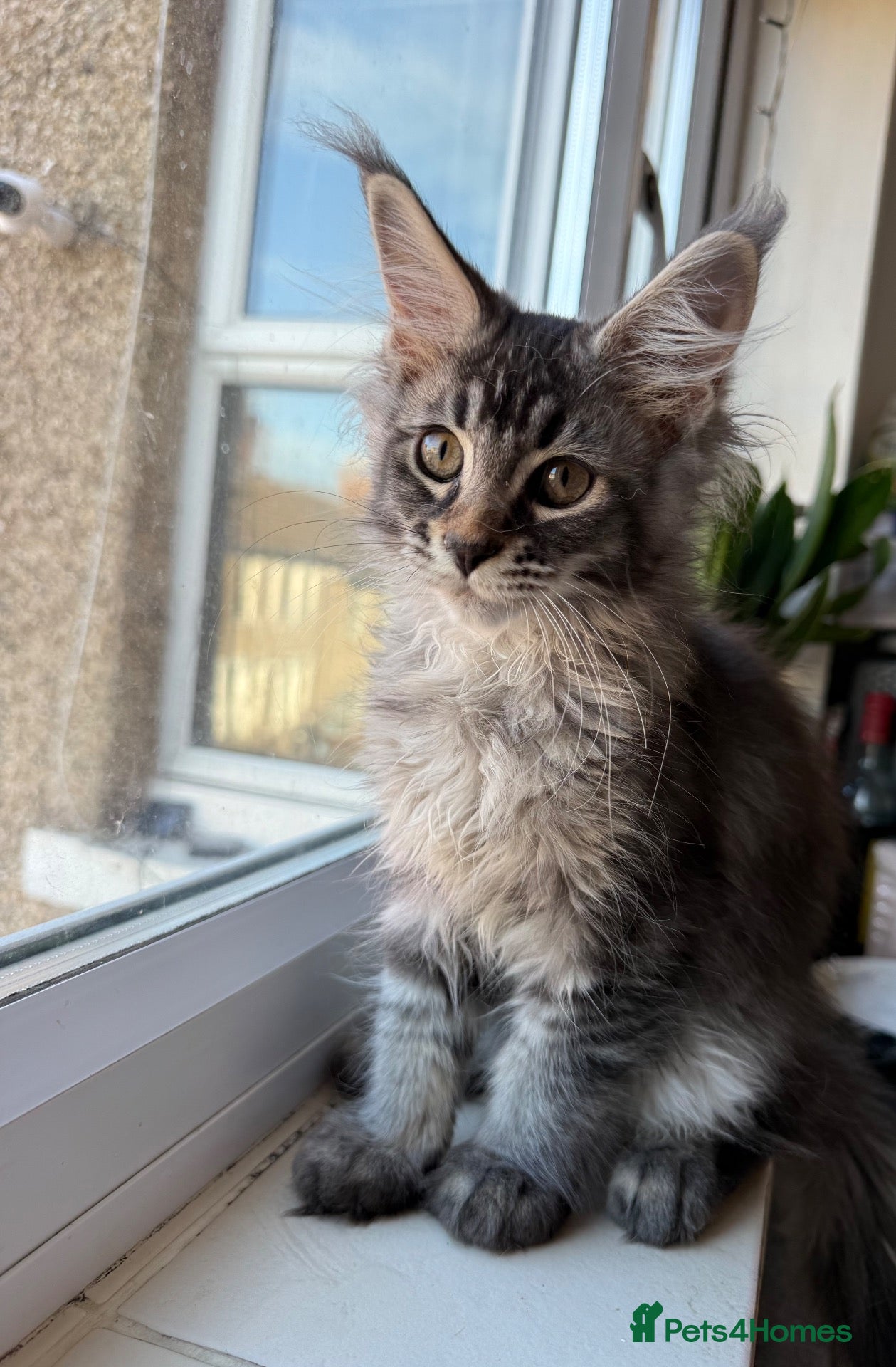 Maine Coon cats 🐈‍⬛Registered Maine Coons - Advert 17