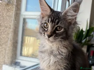 Maine Coon cats 🐈⬛Registered Maine Coons - Advert 17