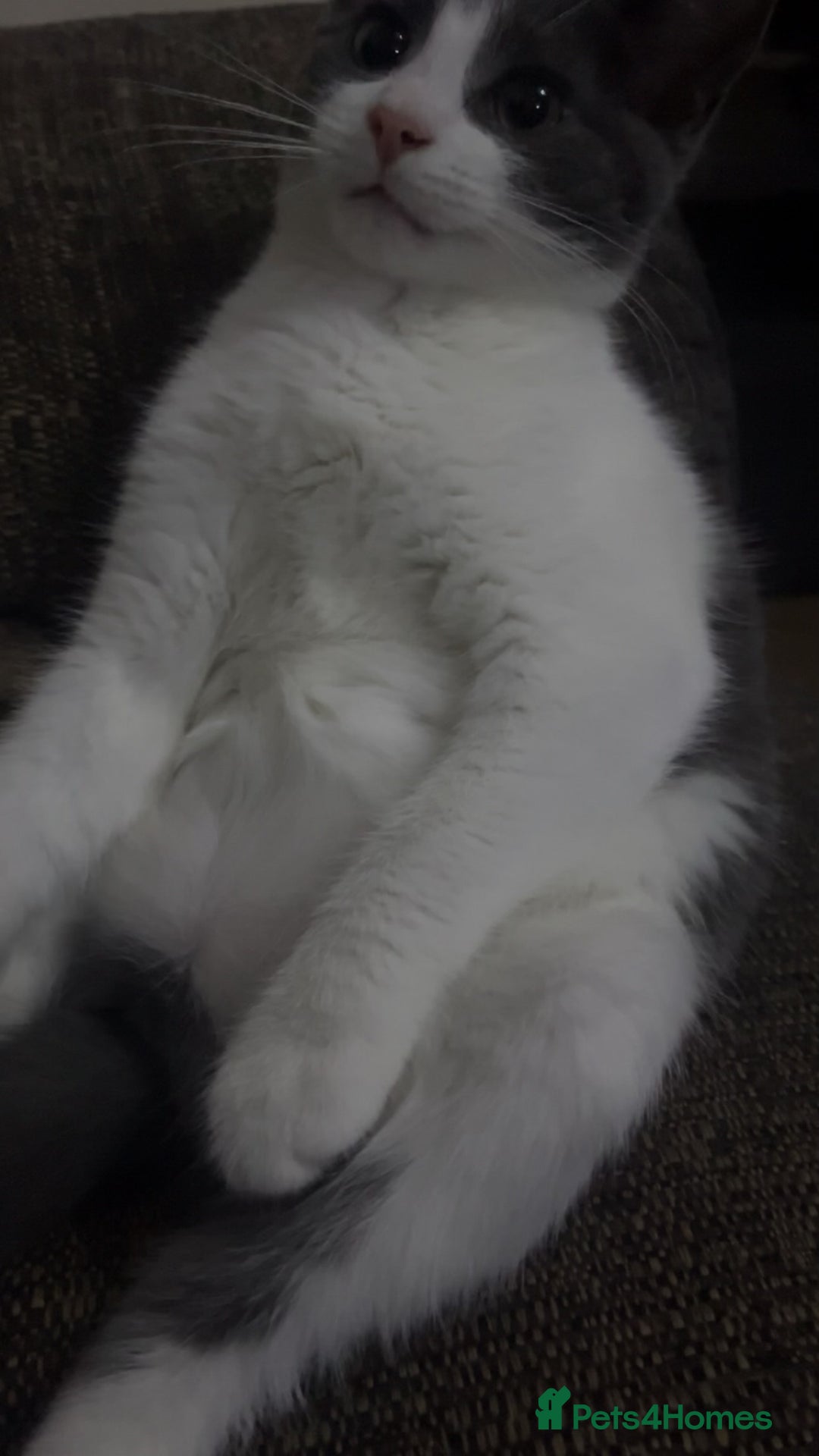 Mixed Breed cats for sale: Kitten for sale  - Advert 8