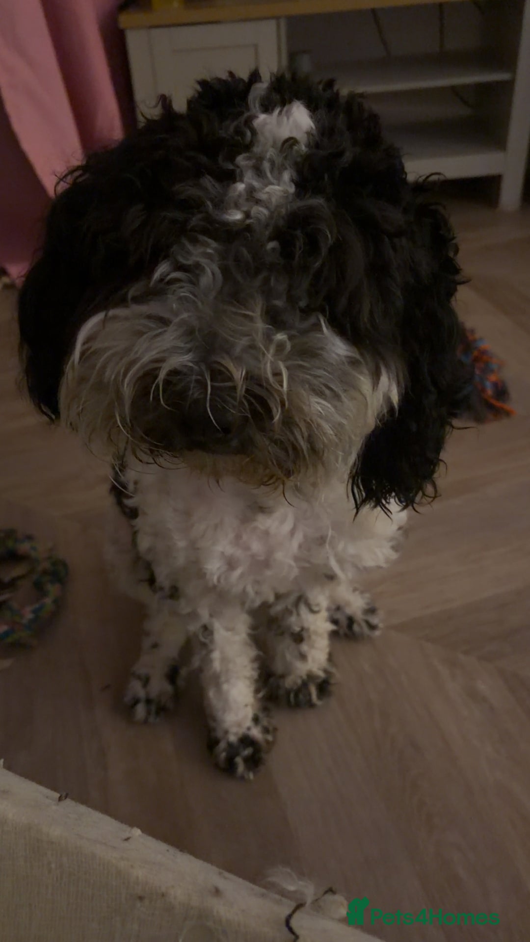Cockapoo dogs for sale: Rehoming ONLY to experienced home - Advert 2