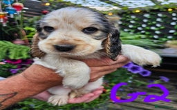 Cocker Spaniel dogs for sale: Sable cockerspaniel puppies - Image 10