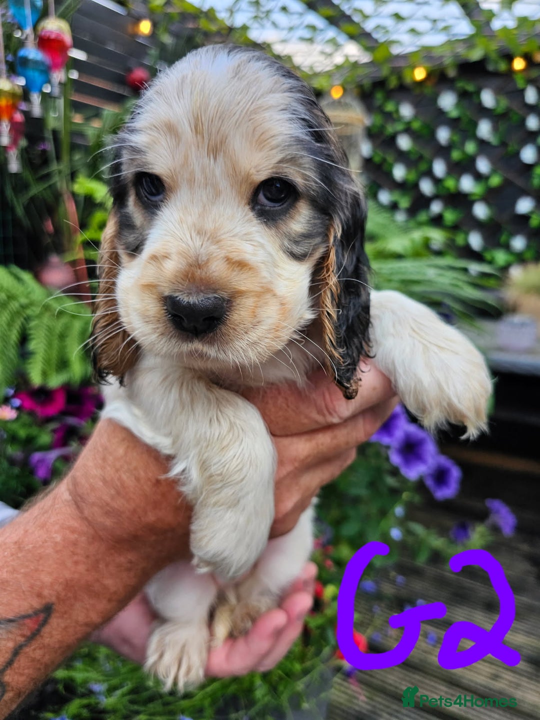 Cocker Spaniel dogs for sale: Sable cockerspaniel puppies - Image 10
