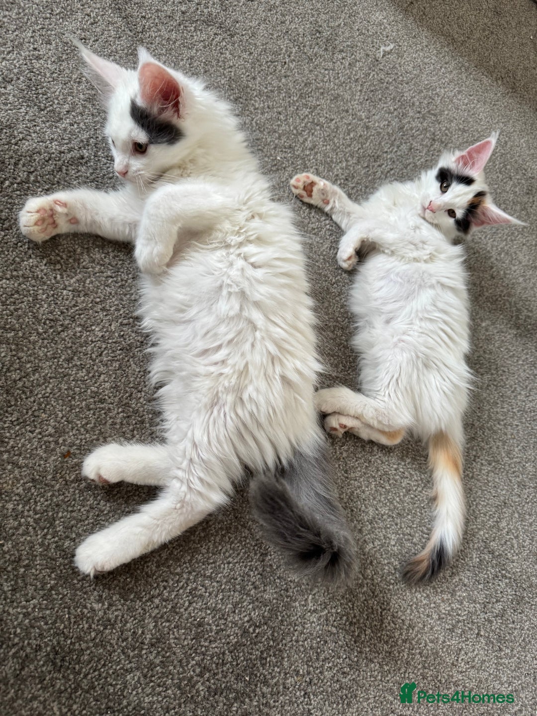 Maine Coon cats for sale: Purebred adorable Maine coon kittens - Image 7