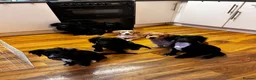 Mixed Breed dogs for sale: Stunning French bulldog/Pomeranian x Cocker  in London - Advert 14