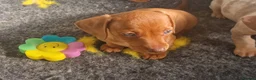 Miniature Dachshund dogs for sale: Kc registered miniature dachshund  in Whitstable - Advert 7