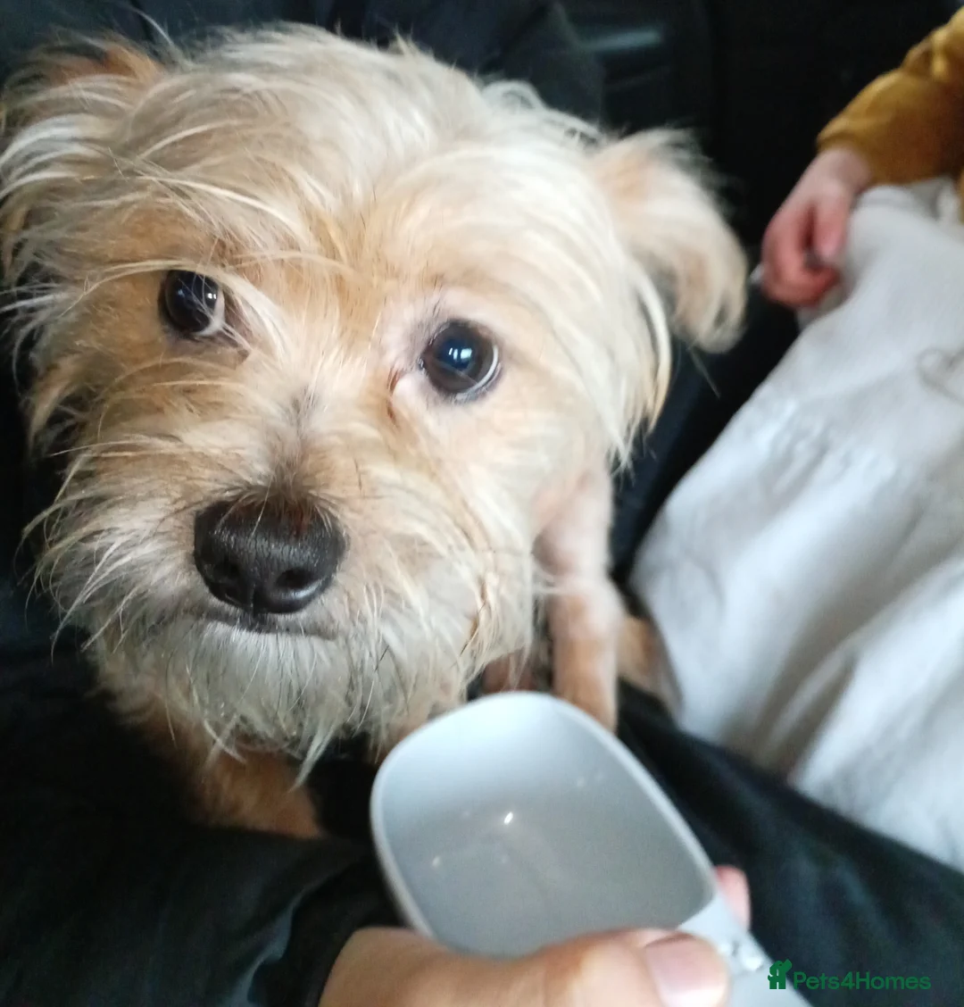 Shorkie dogs for sale: Shorkie 8 m old  - Advert 1