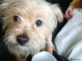 Shorkie dogs Shorkie 8 m old - Advert 1