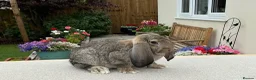 French Lop rabbits for sale: French Lop Babies ready to leave now - Advert 5