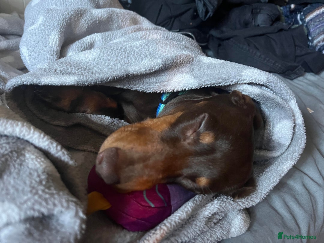 Dachshund dogs for stud: Standard Choc Dachshund, Reduced Fee Until Proven - Image 11