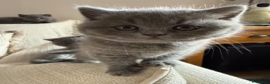 British Shorthair Kitten 2