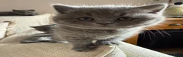British Shorthair cats for sale: Pure Pedigree Blue BSH Kittens GCCF  - Advert 13