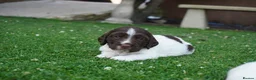 English Springer Spaniel dogs for sale: Beautiful Springer Spaniel Puppies For Sale  - Advert 38