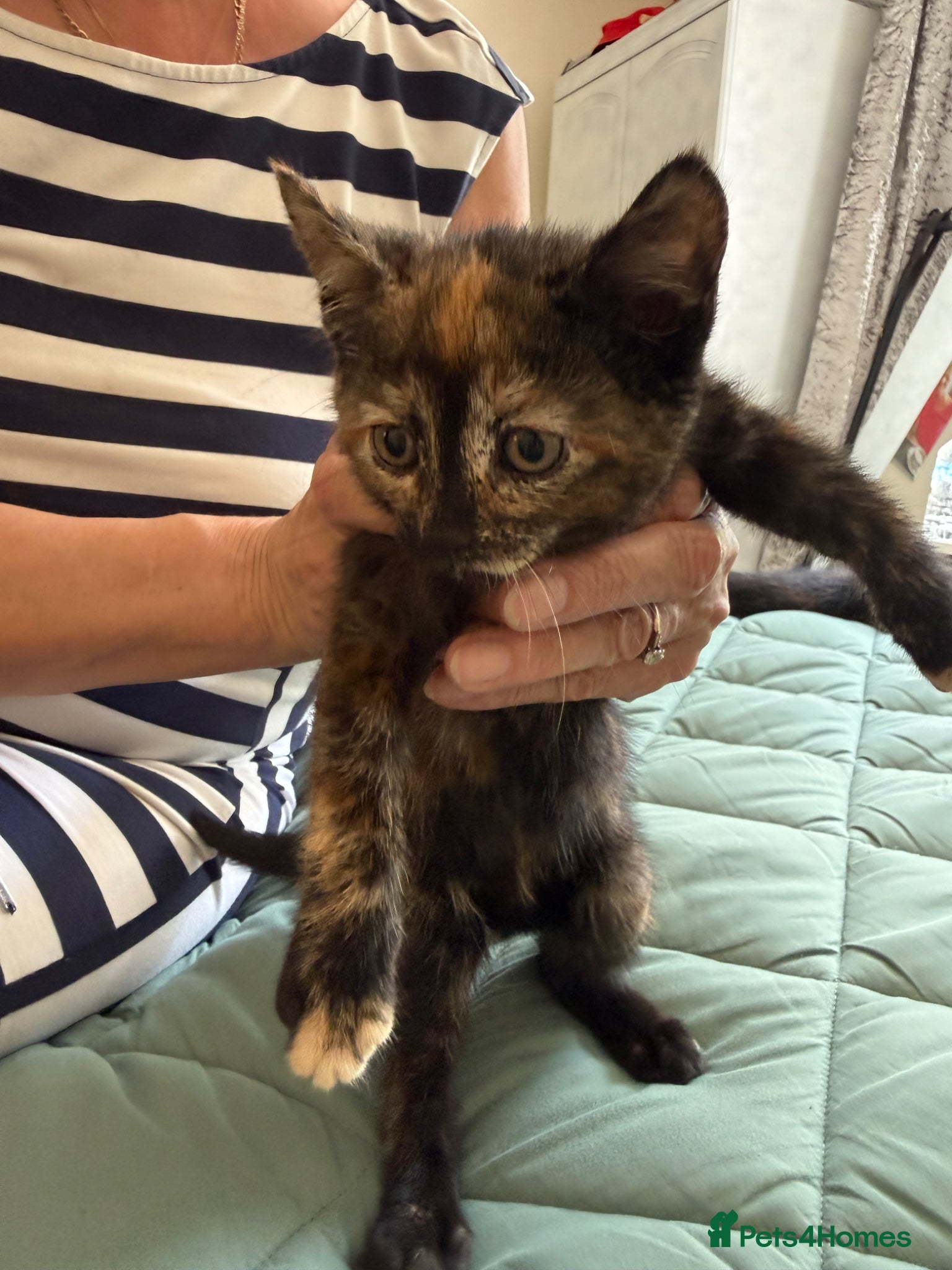 Mixed Breed cats for sale: Kittens for sale READY NOW in Brandon - Advert 27