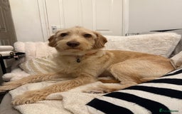 Labradoodle dogs for sale: 11 month old Miniature Labradoodle Bonnie  - Image 8