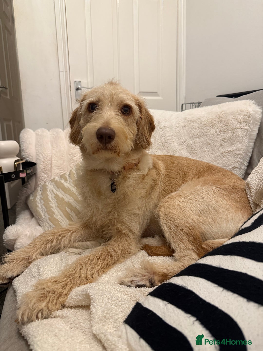 Labradoodle dogs for sale: 11 month old Miniature Labradoodle Bonnie  - Image 8