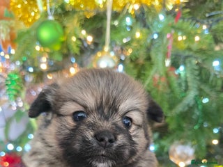 Mixed Breed dogs Tiny ** Yorkiepom boy ready in 17 days - Advert 12