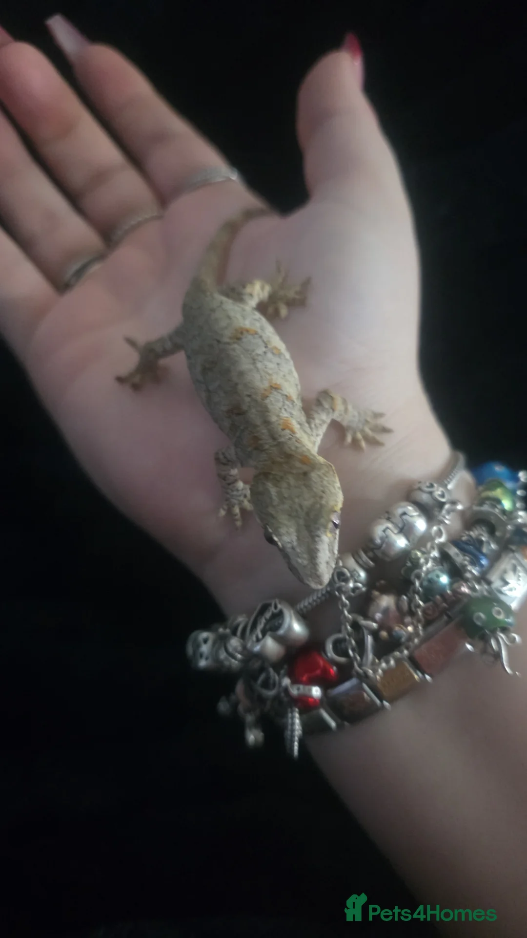 Gecko reptiles for sale: Shadow the gargoyle Gecko  - Advert 2