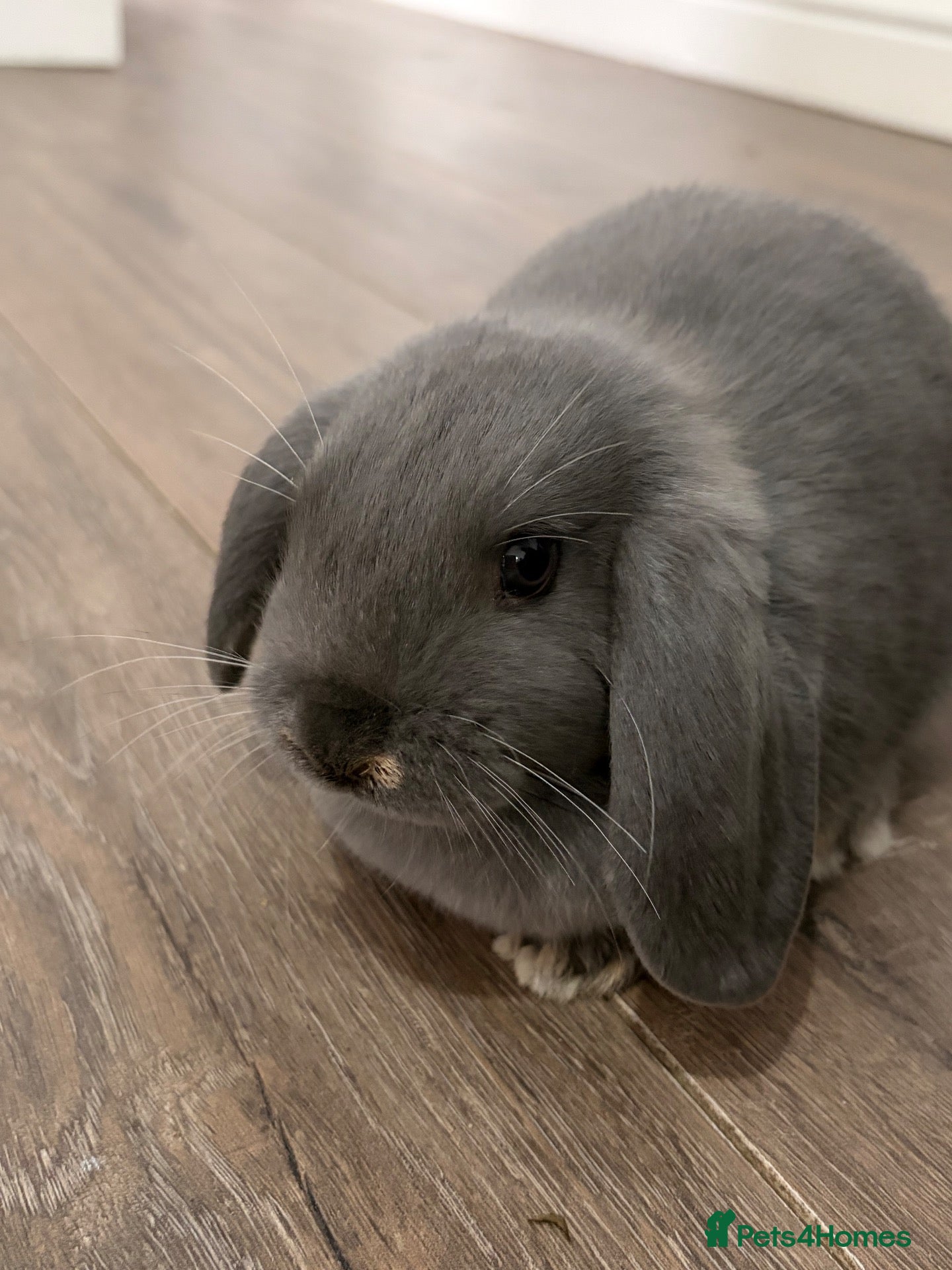 Mixed Breed rabbits Mininlop x Holland lop bunnies - Advert 14