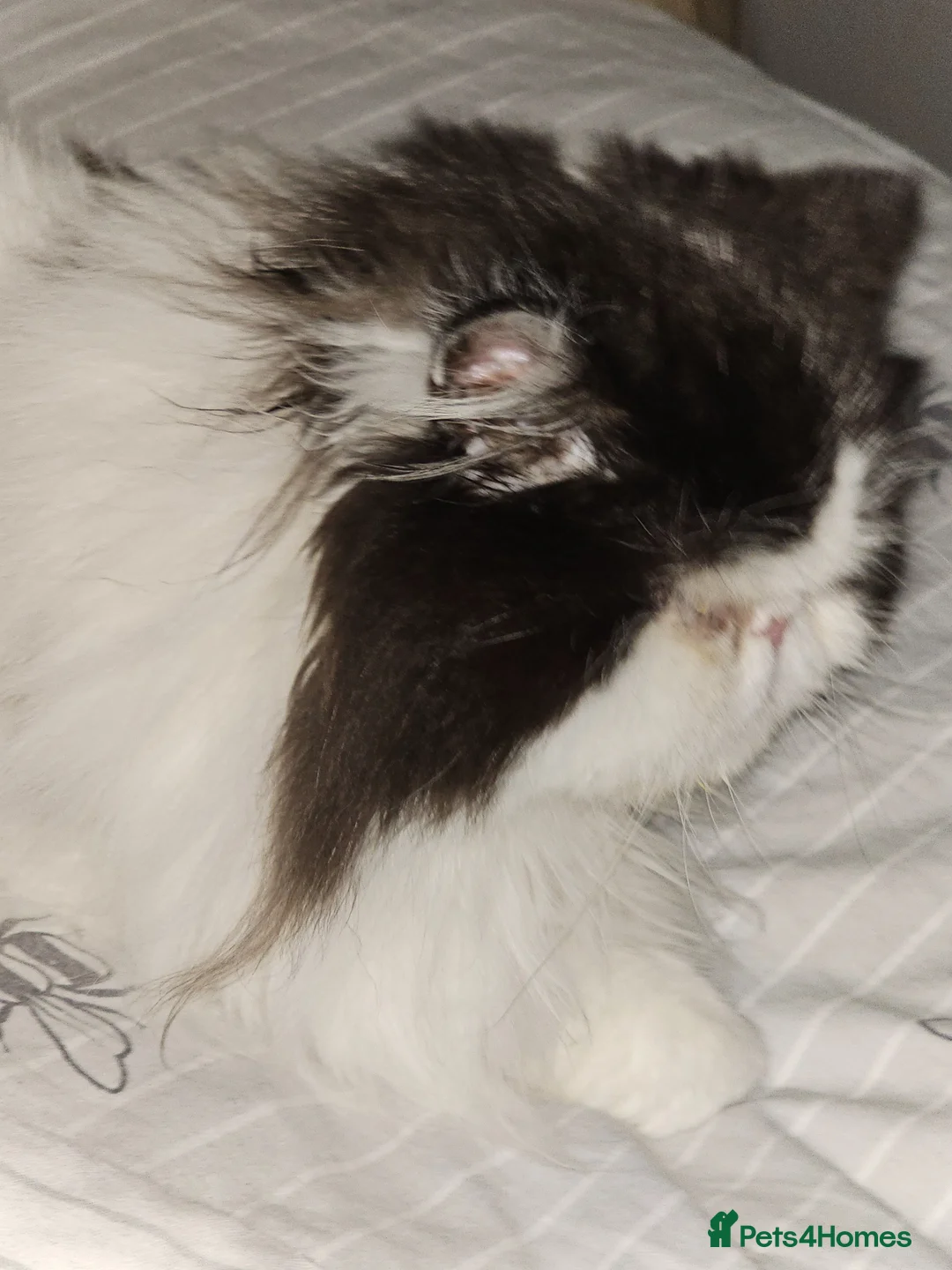Persian cats for sale: STUNNING  PERSAINS  - Advert 1