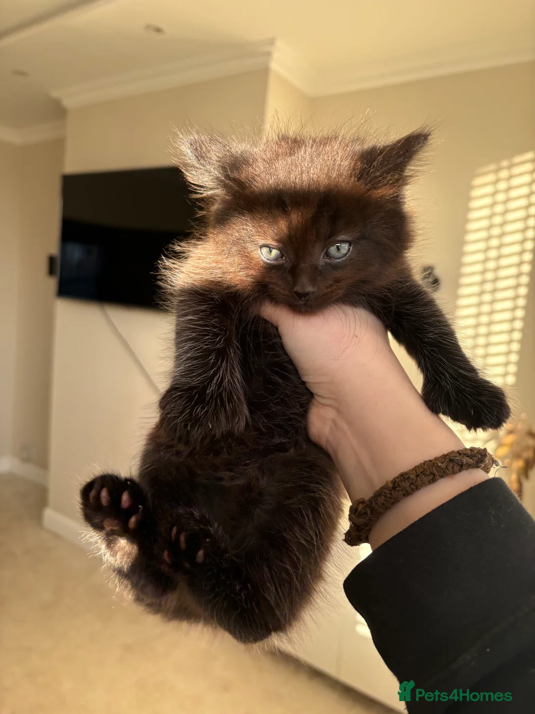 Mixed Breed cats for sale: Gorgeous playful fluffy kittens - Advert 6