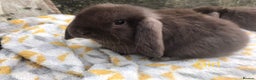 Mini Lop rabbits for sale: Beautiful mini lops  - Advert 4